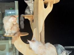 -十年猫舍·猫咪专门店(普陀店)