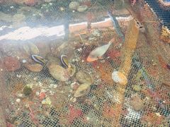 -蓝湾碧波·老字号·疍家非遗海上餐厅