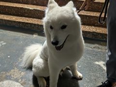 -翊宠yipet猫狗购宠庄园犬舍•猫舍