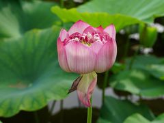 -广州莲花山旅游区