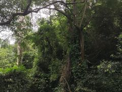 -鼎湖山风景区