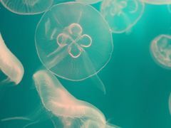 -福州罗源湾海洋世界旅游区
