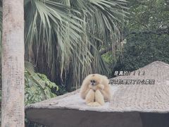 -深圳野生动物园