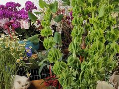 -卓花境Flowerwonderland花店