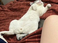 -猫大福·Fortune Cat猫舍(百子湾店)