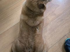 -是阿柴呀！柴犬咖啡·爱喵喵猫咖