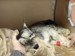 -北京派仕佳德动物医院·超导核磁·CT·神经科·骨科·内外科·急重症管理中心