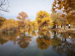 -金塔沙漠胡杨林景区