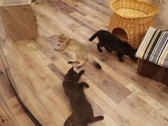 -袖虎·猫馆(体育西路店)