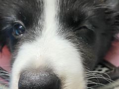 -严国平动物医院(德政总院)