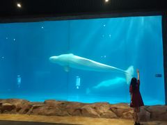 白鲸-华夏文旅海洋公园