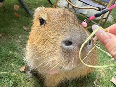 -J Create城市露营咖啡·简餐·宠物(上海动物园店)