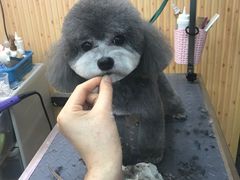 -爱宠屋pet shop·宠物洗澡·宠物美容