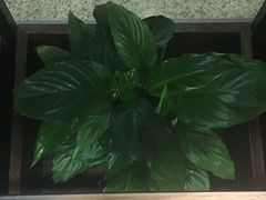 -桂桂茶(万嘉广场店)