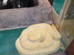 -上海大自然野生昆虫馆(东方明珠·爬宠昆虫探索中心)
