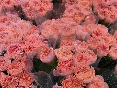 -双季花艺园艺市场(浦东店)