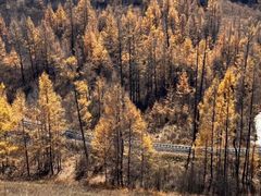 -莫尔道嘎国家森林公园