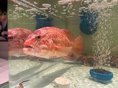 -至尊鲨鱼·原烹海鲜·新浙菜(拱宸桥店)