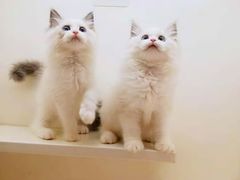-十年猫舍·猫咪专门店(普陀店)