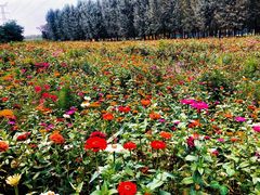 -长白岛森林公园