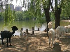 -银树楼(紫玉山庄东区店)