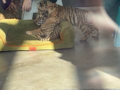 -大连森林动物园