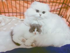 -喵zoo家庭繁育猫舍(尖东智能花园店)