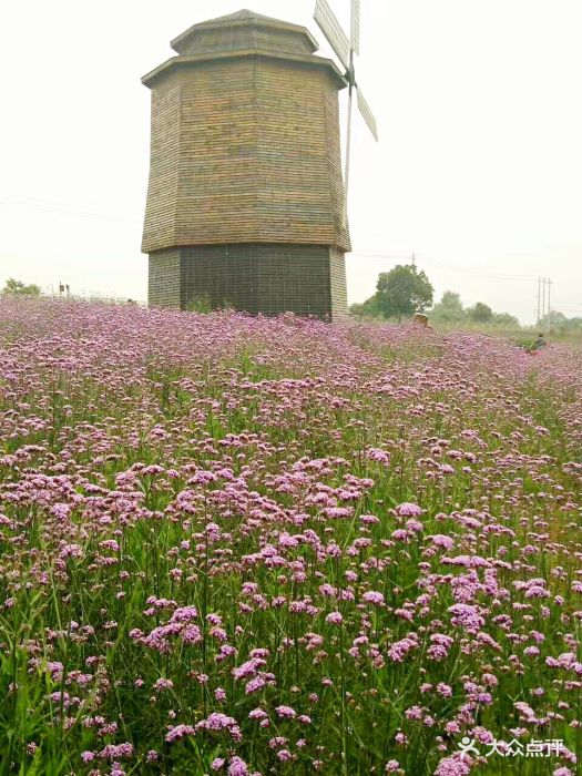 紫海薰衣草庄园-图片-宜兴周边游-大众点评网