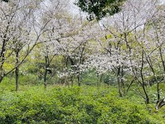 -苏州上方山国家森林公园