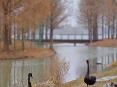 -西山漾湿地公园