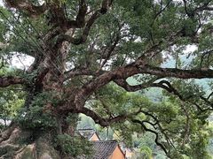 -杨家堂村