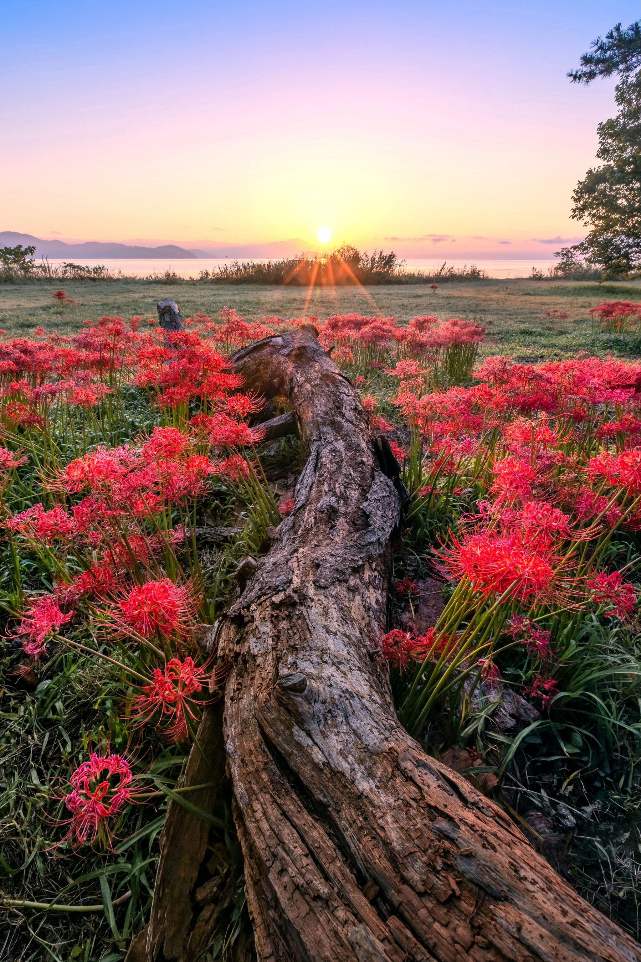 彼岸花开,鬼吹灯灭