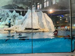 -帝企鹅自助餐厅•儿童岛•真企鹅(长隆企鹅酒店)