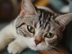 -猫大福·Fortune Cat猫舍(百子湾店)