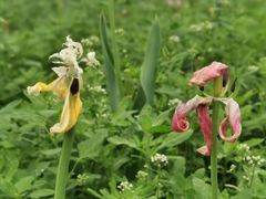 -北京国际鲜花港