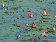 -白鹭湾湿地公园