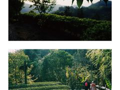 -雁南飞茶田景区