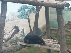 -西霞口神雕山野生动物世界