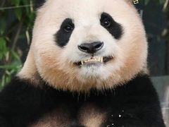 -卧龙中华大熊猫苑神树坪基地