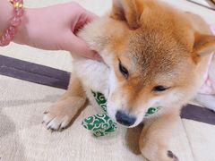 -逗柴咖啡屋·狗咖猫咖宠物桌游