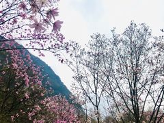 -九皇山景区