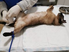 -灵美宠物诊所
