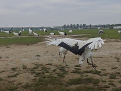 -盐城丹顶鹤湿地生态旅游区