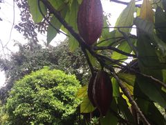 -热带雨林自然公园