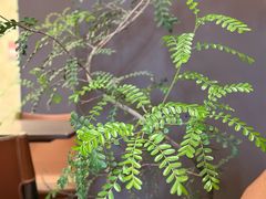 -MR.WALDEN COFFEE(平安金融中心店)