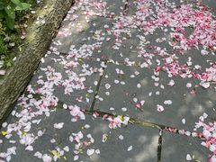 -南汇桃花村