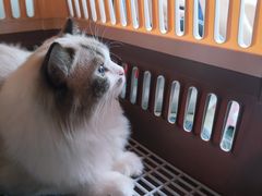 -宠爱国际动物医院·疑难骨科·心肾内科·皮肤科(太阳宫店)