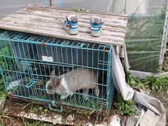 -喜杨洋草莓采摘园