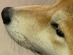 -柴务处·柴犬主题狗咖