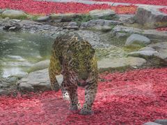 -北京野生动物园